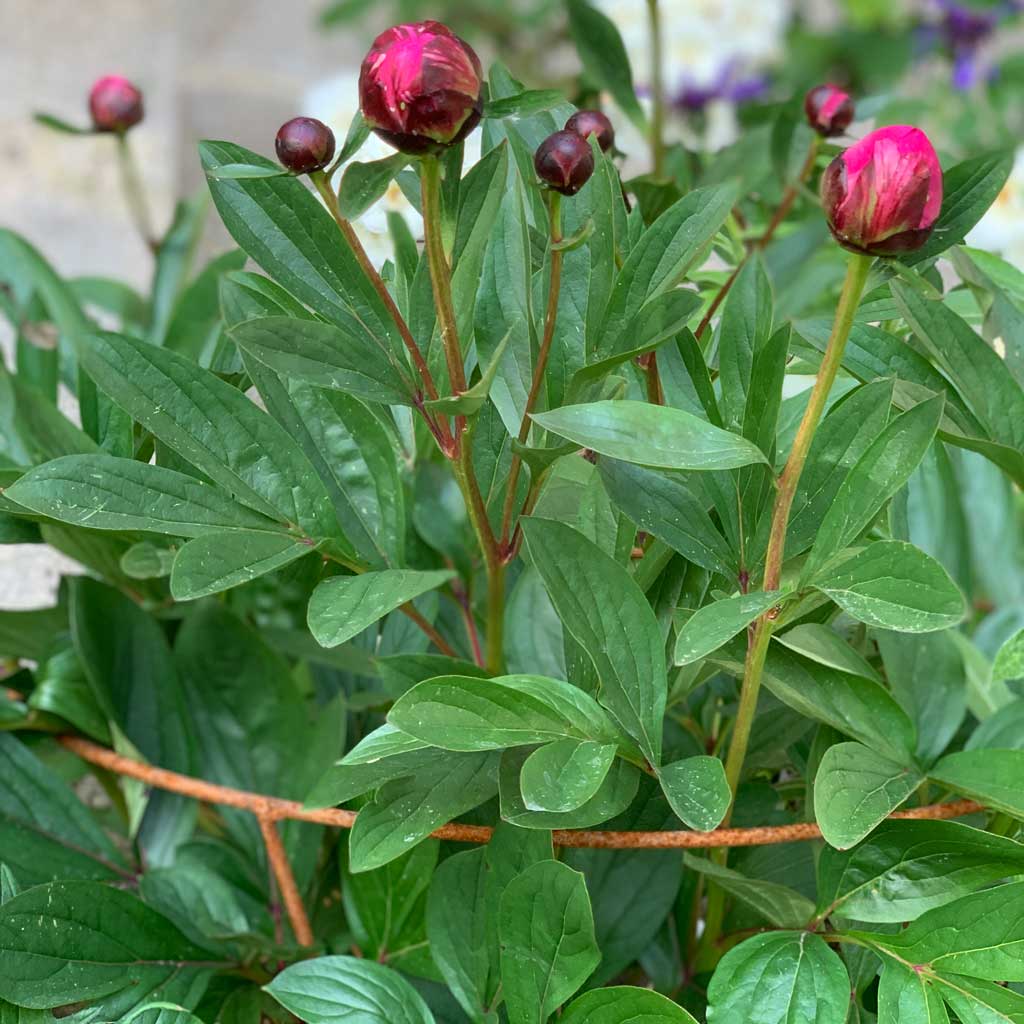 Stunning Decorative Peony Supports: Elevate Your Garden Aesthetics