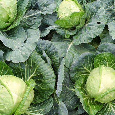 The Best Winter Vegetables to Grow in the USA