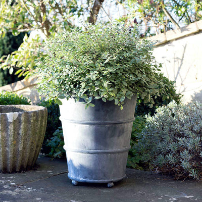 Classic Hooped Zinc Planter