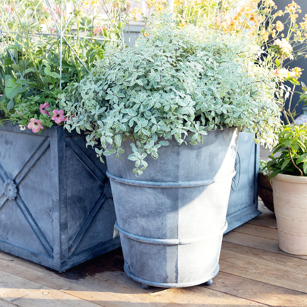 Classic Hooped Aged Zinc Metal Planter