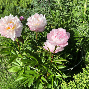 Plant support with flowers growing 