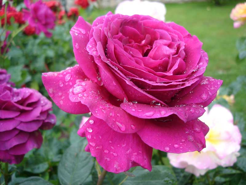 David Austin pink Gertrude Jekyll rose