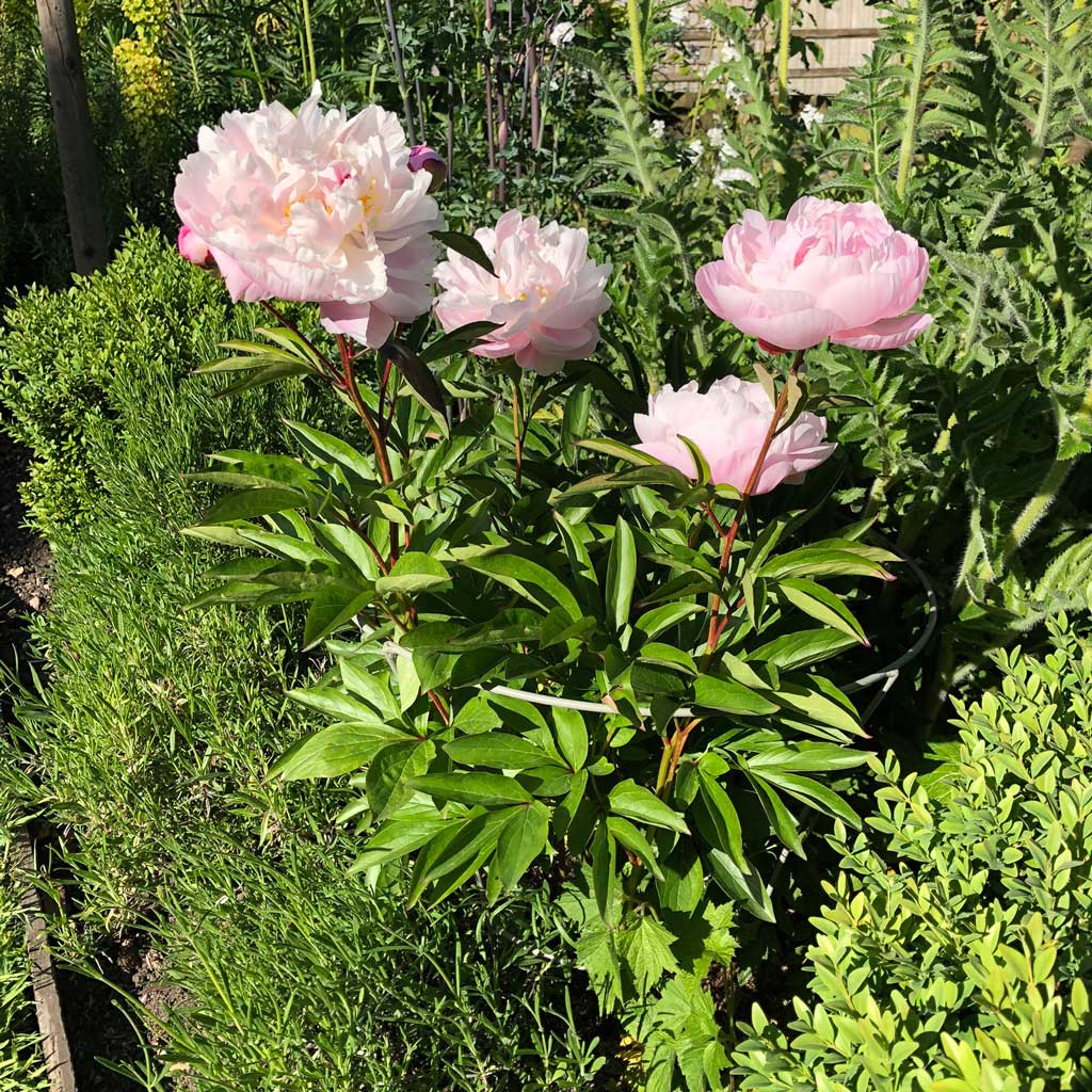 Stunning Decorative Peony Supports: Elevate Your Garden Aesthetics